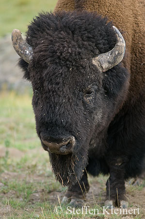 026 Amerikanischer Bison - Buffalo